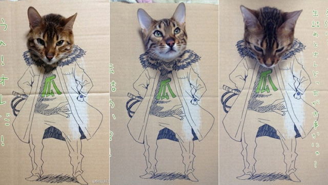 Cosplay cat Xlarge10