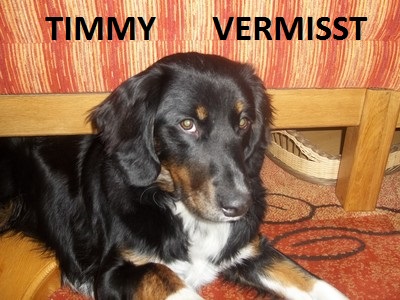 Appenzeller Sennenhund-Bracke-Mix  Timmy110