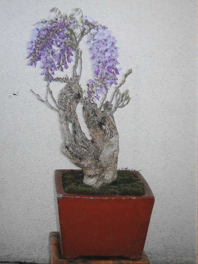 la passion du bonsai Glycin11