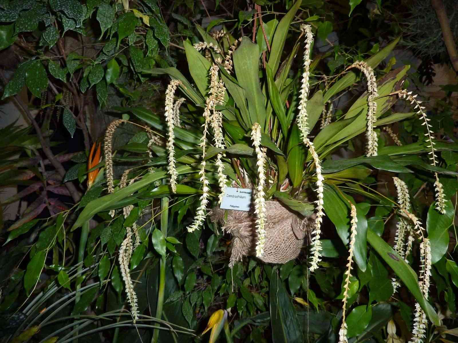 Orchideenausstellung Klosterneuburg 2013 Dendro12