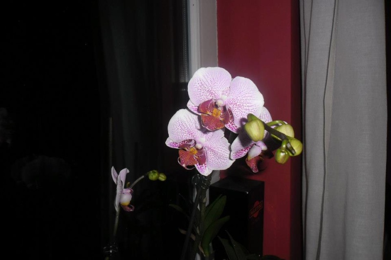 phalaenopsis pour identification  42906310