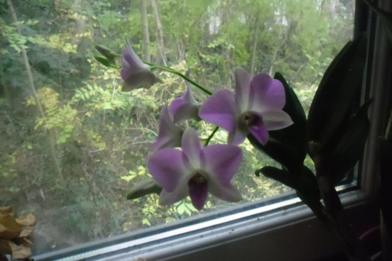 Dendrobium phalaenopsis ou biggibum (nouvelle photo) 60306710
