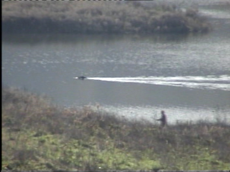 cinghiale a nuoto nel lago Nve00017