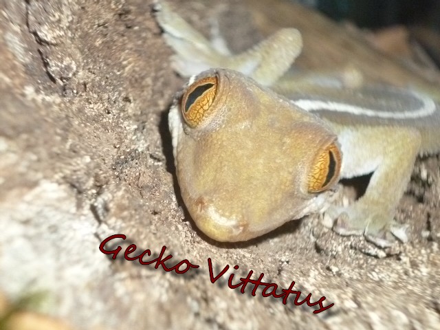 Mes Premiers Gecko  P1000310