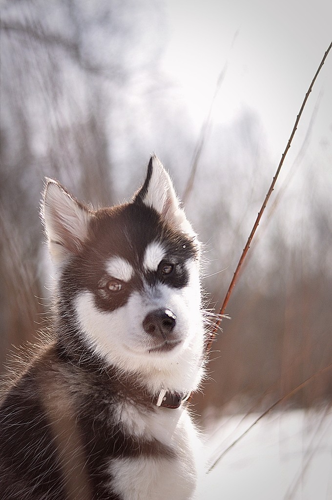 Kody le chien des neiges Csc_0810