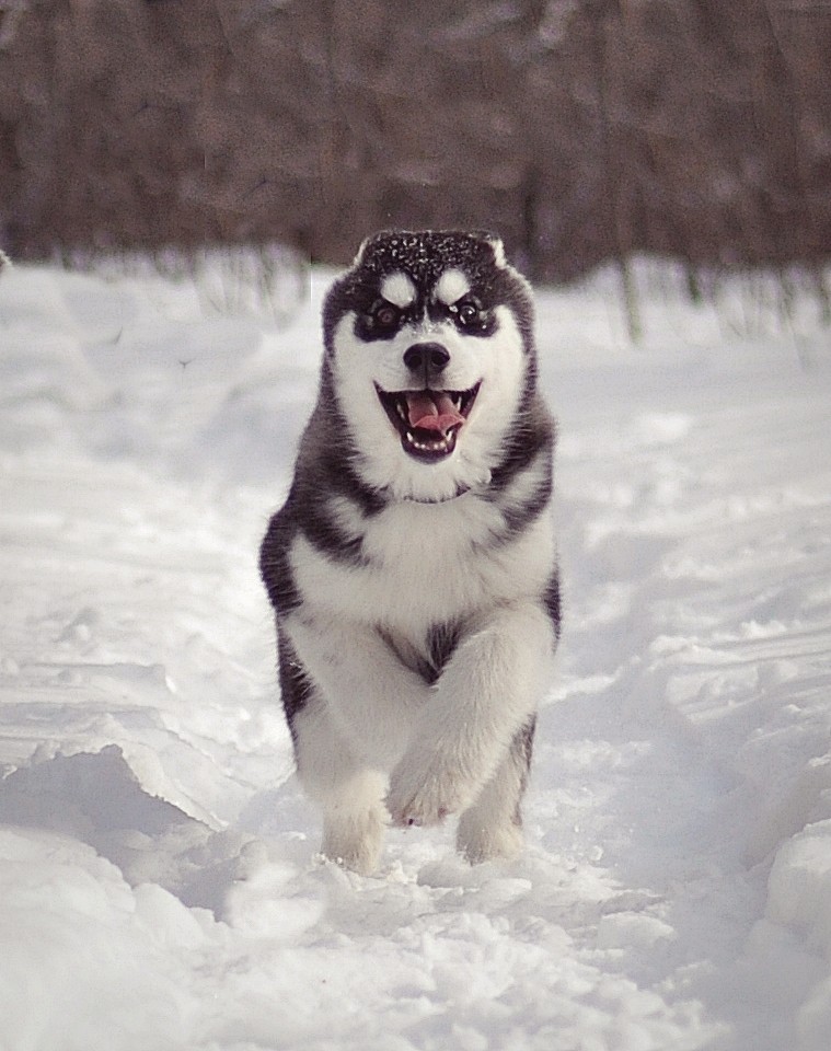 Kody le chien des neiges Dsc_0610