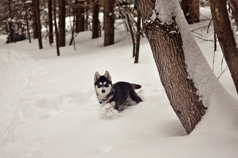 Kody le chien des neiges Dsc_0810