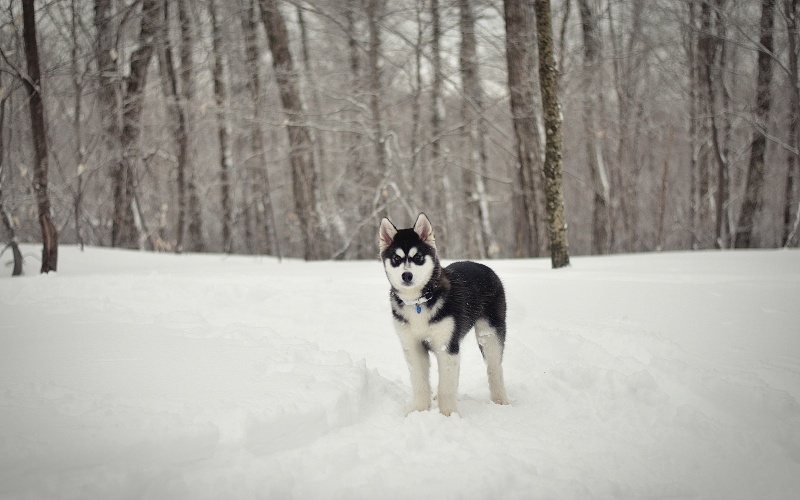 Kody le chien des neiges Dsc_0812