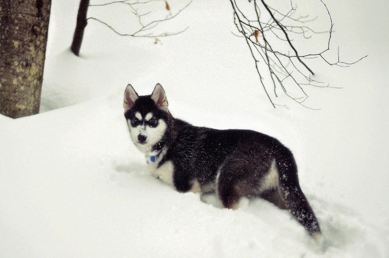 Kody le chien des neiges Dsc_0814