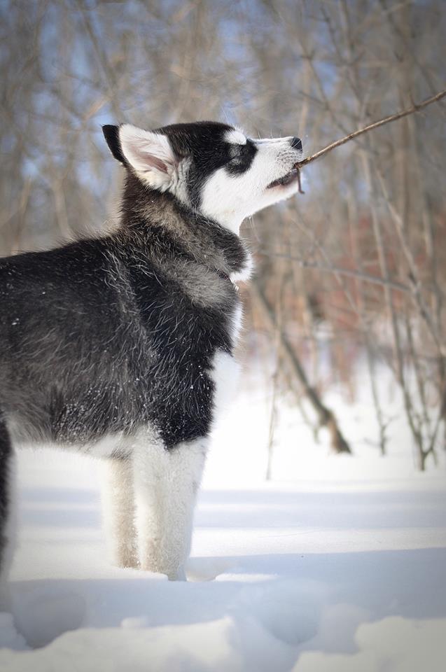 Kody le chien des neiges Kody_e10