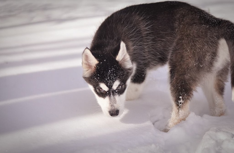 Kody le chien des neiges Kody_f12