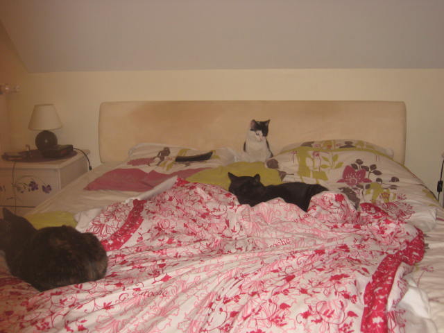 ILOA, chatonne noire et blanche, née en mi-janvier 2013 00110
