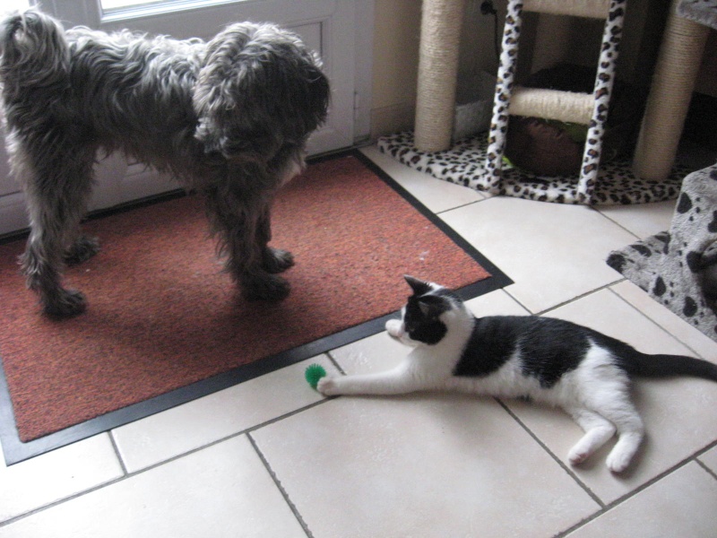 ILOA, chatonne noire et blanche, née en mi-janvier 2013 Mars0811
