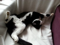 Berlioz (ex Miel) Jeune chat noir et blanc, attrapé ce soir, aimerait bien ne pas retourner dehors ! --> adopté !! :) Redimb10