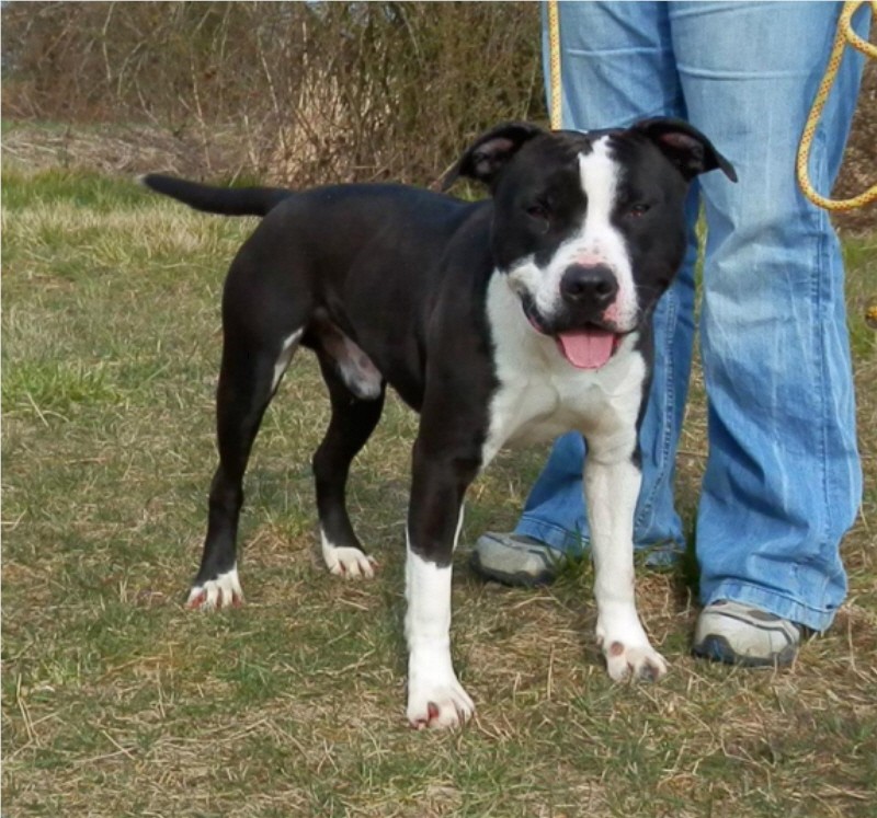 TYRON, amstaff LOF, 1 an et 10 mois (RP) 1673_410