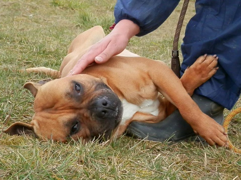 FALKO, amstaff LOF, 2 ans et demi (RP) 64438710