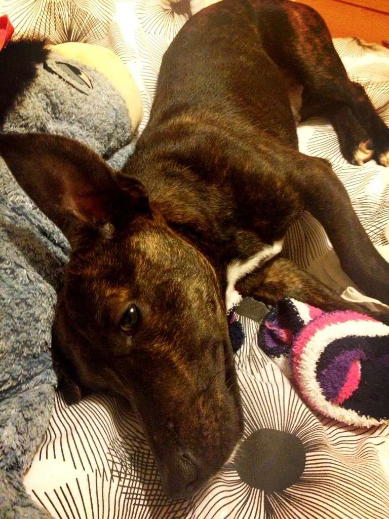 Chilling on mummys bed Alfie_10