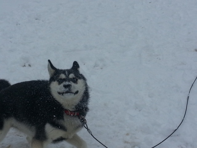 Snow Day for Bourbon, please post too? 20130311