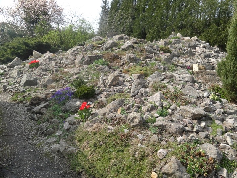 Saxifraga 2013 Dsc00411