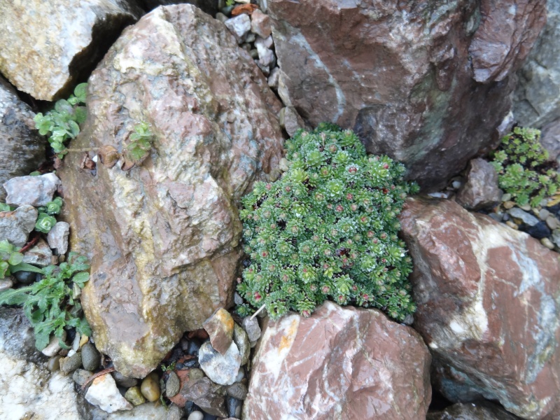 Saxifraga 2013 Dsc03312