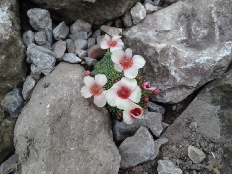 Saxifraga 2013 - Page 2 Dsc03319