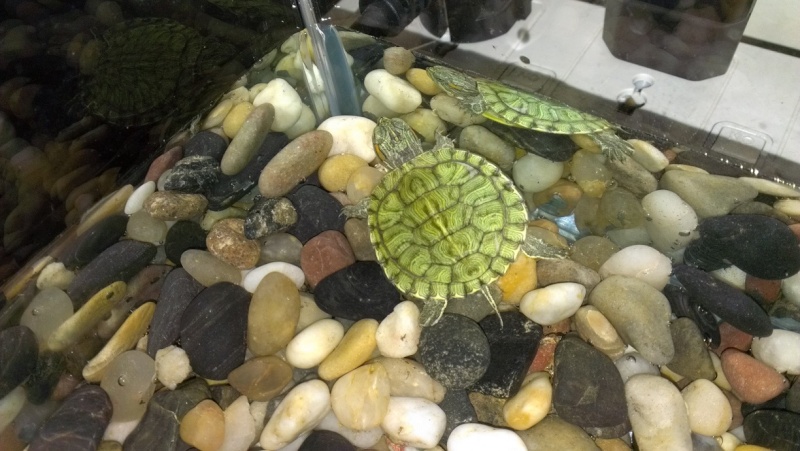 Demande d'info sur ma tortue Imag0211