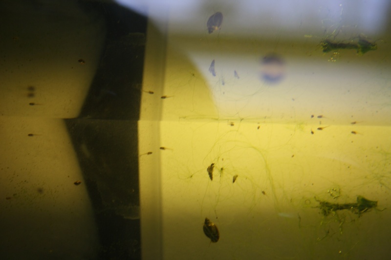 Mâle Halfmoon turquoise+femelle Crowntail verte émeuraude Petit_12