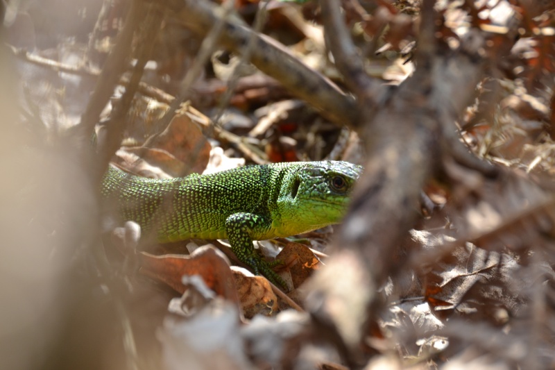 [Podarcis muralis, Lacerta bilineata, Natrix helvetica] à Guérande Dsc_0014