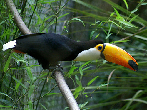 legislation toucan Toucan10