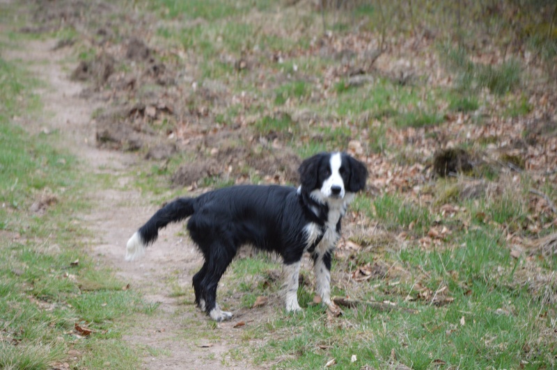 Balade avec chiens en forêt de Haguenau (départ du gros chêne) - Page 4 Dsc_0716