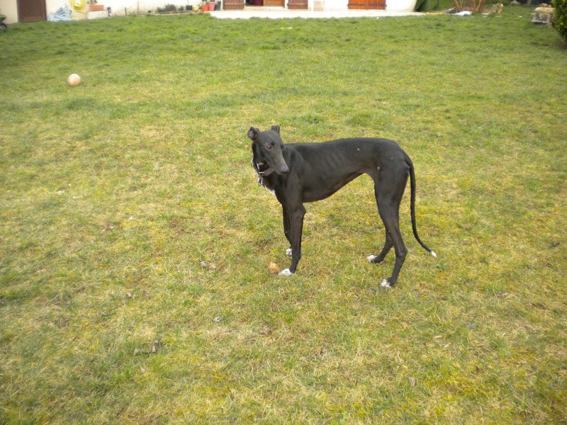 GALGOS SANS FAMILLE 2009-010