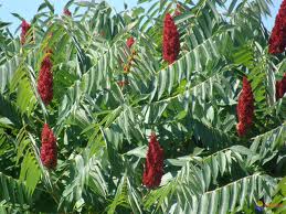 le sumac? un danger ou non ? Sumac11