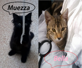Muezza et Bella R5c7hm10