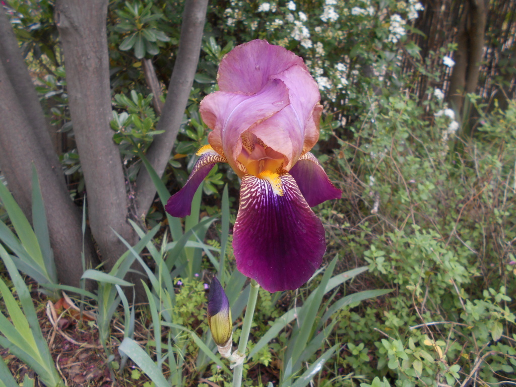 Iris 'Voltigeur' -[identification] Dscn2213
