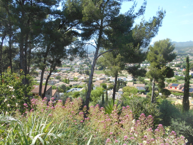 ma colline - Daniela - notre morceau de colline provençale Dscn2915