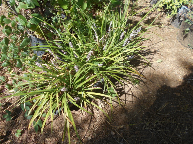 Liriope spicata - [identification] Dscn3514