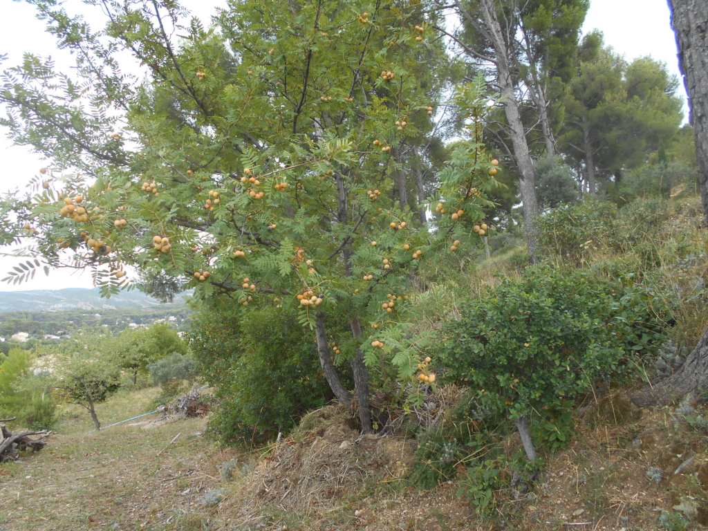 Sorbus domestica - cormier Dscn3614