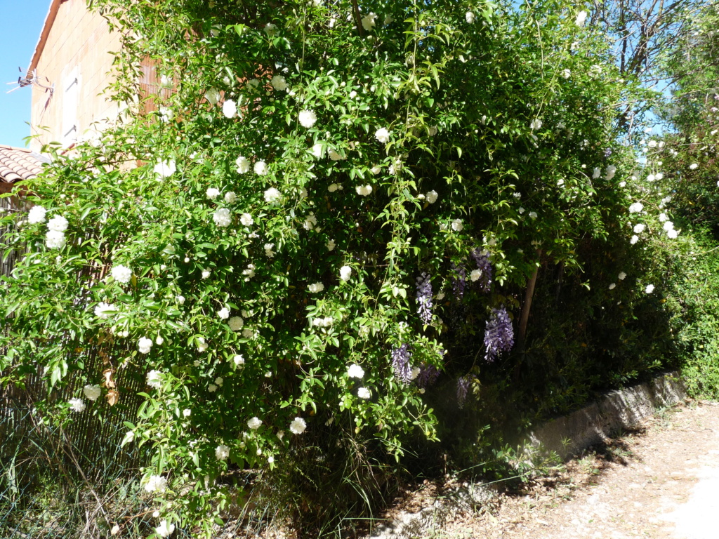 Daniela-rosier grimpant à fleurs double blanche P1000532