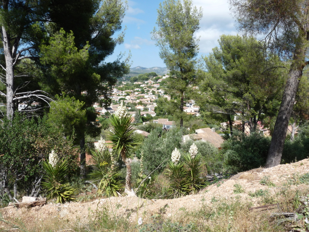 Daniela - notre morceau de colline provençale - Page 2 P1010219