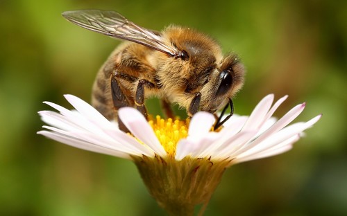 Les abeilles acteurs de la biodiversité 22485-10