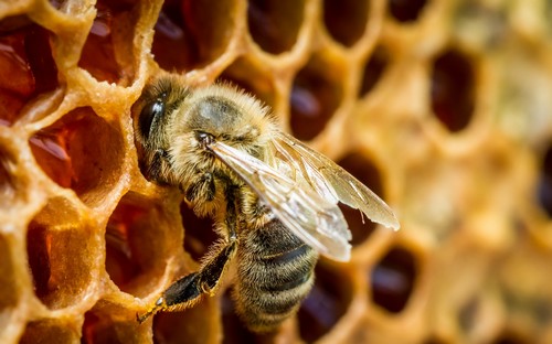 Les abeilles acteurs de la biodiversité 73800310