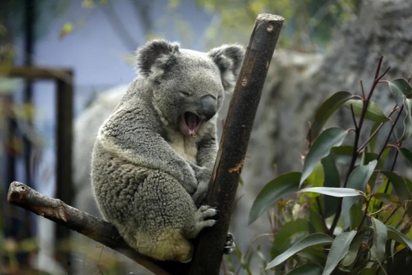 Ces animaux menaces par le réchauffement climatique De075310