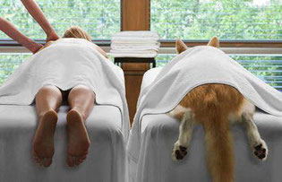 Le massage canin Massag10