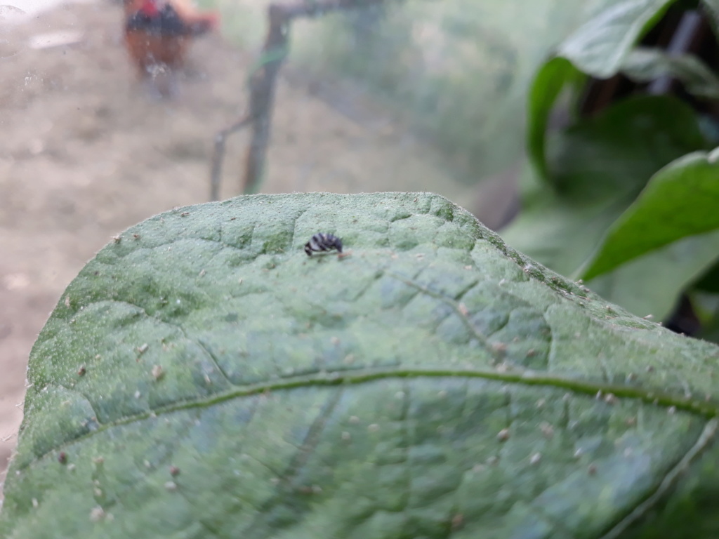 coccinelles et larves : la chasse aux pucerons est ouverte ! 20180618