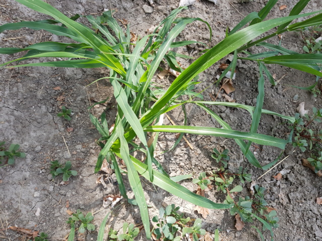 herbe avec des racines impressionnantes 20180716