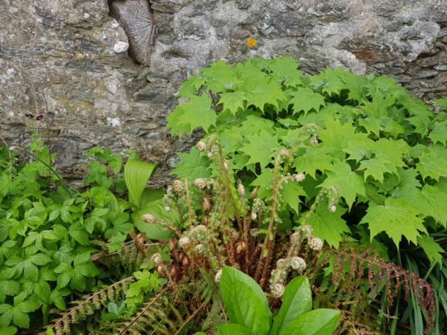 Kirengeshoma palmata 20190532