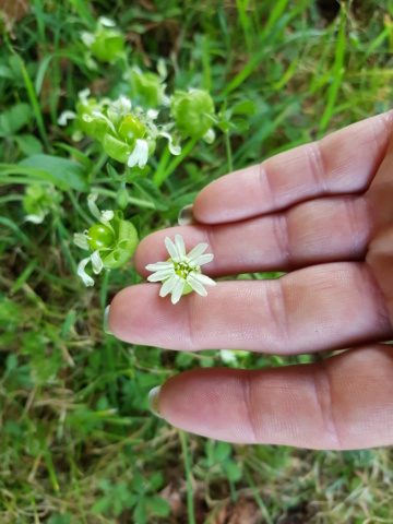 plante à fleur blanche : silene baccifera 20190825