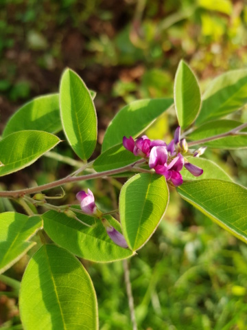 arbuste. lespedeza buergeri  20190831