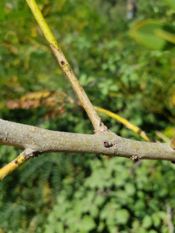 arbuste à feuilles "d'acacia" 20190860