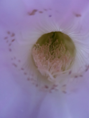 Echinopsis oxigona - Page 2 20191017